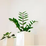 Cute Tiny Flat